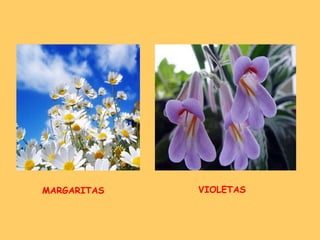 MARGARITAS VIOLETAS 