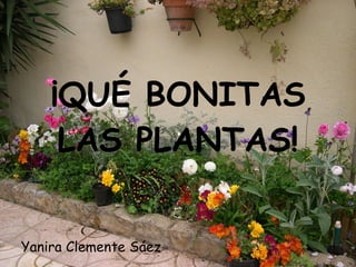 ¡QUÉ BONITAS LAS PLANTAS! Yanira Clemente Sáez 