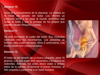 Semana 10:
Inicia el funcionamiento de la placenta. La cabeza es
la mitad del tamaño del bebé. Los riñones ya
producen orina y se pasa al líquido amniótico que
rodea al bebé y que lo protege de los golpes que
pueden causar choques y caídas.
Semana 11:
Se está formando el cuello del bebé. Sus músculos
controlan más los movimientos. Los párpados se
forman, pero están cerrados. Mide 5 centímetros. Los
brazos están bien proporcionados.
Semana 12:
El bebé es del tamaño de un huevo pequeño, pesa 15
gramos. Los ojos están bien separados y la cabeza se
redondea. Además, los oídos ahora están a ambos
lados de la cabeza. Al terminar el primer trimestre, el
feto empieza a parecerse a un bebé humano.
 