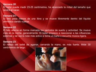 Semana 20:
El bebé puede medir 23-25 centímetros, ha alcanzado la mitad del tamaño que
tendrá al nacer.
Semana 21:
El feto pesa menos de una libra y se mueve libremente dentro del líquido
amniótico dando vueltas.
Semana 22:
El feto alterna en forma marcada los períodos de sueño y actividad. Se mueve
más en la noche, generalmente. El bebé empieza a reaccionar a las influencias
externas y tal vez lo note más activo si toma un baño o escucha música ligera.
Semana 23:
El reflejo del bebé de agarrar, cerrando la mano, es más fuerte. Mide 30
centímetros de largo.
 