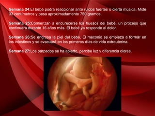 Semana 24:El bebé podrá reaccionar ante ruidos fuertes o cierta música. Mide
33 centímetros y pesa aproximadamente 750 gramos.
Semana 25:Comienzan a endurecerse los huesos del bebé, un proceso que
continuará durante 16 años más. El bebé ya responde al dolor.
Semana 26:Se engrosa la piel del bebé. El meconio se empieza a formar en
los intestinos y se evacuará en los primeros días de vida extrauterina.
Semana 27:Los párpados se ha abierto, percibe luz y diferencia olores.
 