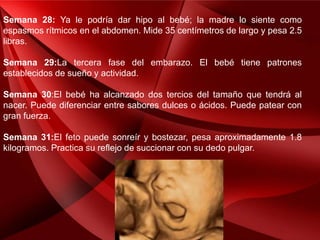 Semana 28: Ya le podría dar hipo al bebé; la madre lo siente como
espasmos rítmicos en el abdomen. Mide 35 centímetros de largo y pesa 2.5
libras.
Semana 29:La tercera fase del embarazo. El bebé tiene patrones
establecidos de sueño y actividad.
Semana 30:El bebé ha alcanzado dos tercios del tamaño que tendrá al
nacer. Puede diferenciar entre sabores dulces o ácidos. Puede patear con
gran fuerza.
Semana 31:El feto puede sonreír y bostezar, pesa aproximadamente 1.8
kilogramos. Practica su reflejo de succionar con su dedo pulgar.
 
