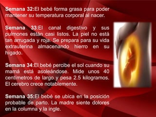 Semana 32:El bebé forma grasa para poder
mantener su temperatura corporal al nacer.
Semana 33:El canal digestivo y sus
pulmones están casi listos. La piel no está
tan arrugada y roja. Se prepara para su vida
extrauterina almacenando hierro en su
hígado.
Semana 34:El bebé percibe el sol cuando su
mamá está asoleándose. Mide unos 40
centímetros de largo y pesa 2.5 kilogramos.
El cerebro crece notablemente.
Semana 35:El bebé se ubica en la posición
probable de parto. La madre siente dolores
en la columna y la ingle.
 