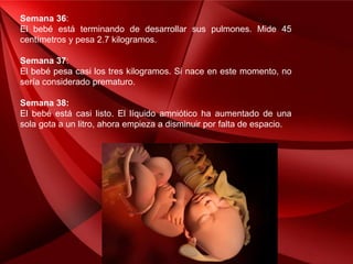 Semana 36:
El bebé está terminando de desarrollar sus pulmones. Mide 45
centímetros y pesa 2.7 kilogramos.
Semana 37:
El bebé pesa casi los tres kilogramos. Si nace en este momento, no
sería considerado prematuro.
Semana 38:
El bebé está casi listo. El líquido amniótico ha aumentado de una
sola gota a un litro, ahora empieza a disminuir por falta de espacio.
 