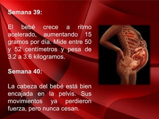 Semana 39:
El bebé crece a ritmo
acelerado, aumentando 15
gramos por día. Mide entre 50
y 52 centímetros y pesa de
3.2 a 3.6 kilogramos.
Semana 40:
La cabeza del bebé está bien
encajada en la pelvis. Sus
movimientos ya perdieron
fuerza, pero nunca cesan.
 