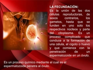 LA FECUNDACIÓN:
Es la unión de las dos
células reproductoras, de
sexos contrarios, los
gametos, hasta que se
funden en uno solo los
respectivos núcleos y parte
del citoplasma. Es un
proceso complicado que
conduce a la formación de
una célula, el cigoto o huevo
y que comienza con la
penetración de un
espermatozoide en un óvulo.
Es un proceso químico mediante el cual es el
espermatozoide penetra al óvulo.
 