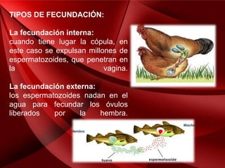 TIPOS DE FECUNDACIÓN:
La fecundación interna:
cuando tiene lugar la cópula, en
este caso se expulsan millones de
espermatozoides, que penetran en
la vagina.
La fecundación externa:
los espermatozoides nadan en el
agua para fecundar los óvulos
liberados por la hembra.
 