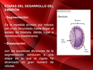 ETAPAS DEL DESARROLLO DEL
EMBRIÓN
• Segmentación:
Es la repetida división por mitosis
del óvulo fecundado hasta llegar al
estado de blástula, dando lugar a
numerosos blastómeros.
• Blastulación:
son las sucesivas divisiones de la
segmentación conducen a una
etapa en la que el cigote ha
alcanzado un gran numero de
células.
 