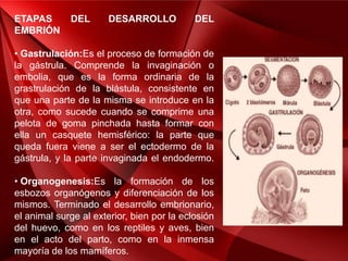 ETAPAS DEL DESARROLLO DEL
EMBRIÓN
• Gastrulación:Es el proceso de formación de
la gástrula. Comprende la invaginación o
embolia, que es la forma ordinaria de la
grastrulación de la blástula, consistente en
que una parte de la misma se introduce en la
otra, como sucede cuando se comprime una
pelota de goma pinchada hasta formar con
ella un casquete hemisférico: la parte que
queda fuera viene a ser el ectodermo de la
gástrula, y la parte invaginada el endodermo.
• Organogenesis:Es la formación de los
esbozos organógenos y diferenciación de los
mismos. Terminado el desarrollo embrionario,
el animal surge al exterior, bien por la eclosión
del huevo, como en los reptiles y aves, bien
en el acto del parto, como en la inmensa
mayoría de los mamíferos.
 