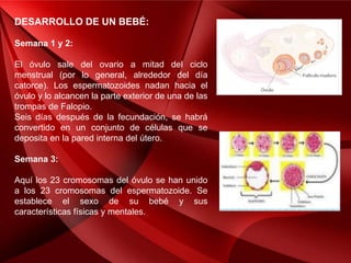 DESARROLLO DE UN BEBÉ:
Semana 1 y 2:
El óvulo sale del ovario a mitad del ciclo
menstrual (por lo general, alrededor del día
catorce). Los espermatozoides nadan hacia el
óvulo y lo alcancen la parte exterior de una de las
trompas de Falopio.
Seis días después de la fecundación, se habrá
convertido en un conjunto de células que se
deposita en la pared interna del útero.
Semana 3:
Aquí los 23 cromosomas del óvulo se han unido
a los 23 cromosomas del espermatozoide. Se
establece el sexo de su bebé y sus
características físicas y mentales.
 