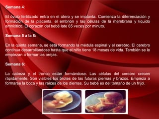 Semana 4:
El óvulo fertilizado entra en el útero y se implanta. Comienza la diferenciación y
formación de la placenta, el embrión y las células de la membrana y líquido
amniótico. El corazón del bebé late 65 veces por minuto.
Semana 5 a la 8:
En la quinta semana, se está formando la médula espinal y el cerebro. El cerebro
continúa desarrollándose hasta que el niño tiene 18 meses de vida. También se le
empiezan a formar las orejas.
Semana 6:
La cabeza y el tronco están formándose. Las células del cerebro crecen
rápidamente. Son visibles los brotes de las futuras piernas y brazos. Empieza a
formarse la boca y las raíces de los dientes. Su bebé es del tamaño de un frijol.
 