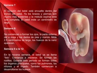 Semana 7:
El corazón del bebé está envuelto dentro del
tronco del bebé. Ya los brazos y piernas son
mucho más evidentes y la médula espinal está
casi completa. El bebé mide un centímetro de
largo.
Semana 8:
Se comienzan a formar los ojos, la parte externa
del a oreja y los dedos de pies y manos. Mide
2.5 centímetros de largo, los huecos de la nariz
aparecen.
Semana 9 a la 12:
En la novena semana, el bebé ya se llama
“feto”. Comienza a moverse. Se forman las
rodillas. Durante este período se forman todos
los órganos principales, como los pulmones, los
riñones y el hígado. También comienzan a
desarrollarse los huesos.
 