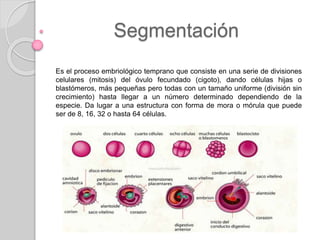 Segmentación
Es el proceso embriológico temprano que consiste en una serie de divisiones
celulares (mitosis) del óvulo fecundado (cigoto), dando células hijas o
blastómeros, más pequeñas pero todas con un tamaño uniforme (división sin
crecimiento) hasta llegar a un número determinado dependiendo de la
especie. Da lugar a una estructura con forma de mora o mórula que puede
ser de 8, 16, 32 o hasta 64 células.
 