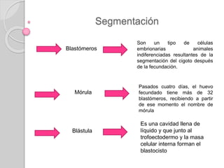 Segmentación
Blastómeros
Mórula
Blástula
Son un tipo de células
embrionarias animales
indiferenciadas resultantes de la
segmentación del cigoto después
de la fecundación.
Pasados cuatro días, el huevo
fecundado tiene más de 32
blastómeros, recibiendo a partir
de ese momento el nombre de
mórula
Es una cavidad llena de
líquido y que junto al
trofoectodermo y la masa
celular interna forman el
blastocisto
 
