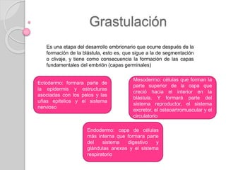 Grastulación
Es una etapa del desarrollo embrionario que ocurre después de la
formación de la blástula, esto es, que sigue a la de segmentación
o clivaje, y tiene como consecuencia la formación de las capas
fundamentales del embrión (capas germinales)
Mesodermo: células que forman la
parte superior de la capa que
creció hacia el interior en la
blástula. Y formará parte del
sistema reproductor, el sistema
excretor, el osteoartromuscular y el
circulatorio
Endodermo: capa de células
más interna que formara parte
del sistema digestivo y
glándulas anexas y el sistema
respiratorio
Ectodermo: formara parte de
la epidermis y estructuras
asociadas con los pelos y las
uñas epitelios y el sistema
nervioso
 