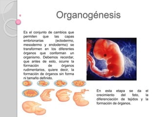 Organogénesis
Es el conjunto de cambios que
permiten que las capas
embrionarias (ectodermo,
mesodermo y endodermo) se
transformen en los diferentes
órganos que conforman un
organismo. Debemos recordar,
que antes de esto, ocurre la
formación de órganos
rudimentarios, quiere decir, la
formación de órganos sin forma
ni tamaño definido.
En esta etapa se da el
crecimiento del feto, la
diferenciación de tejidos y la
formación de órganos.
 