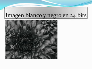 Imagen blanco y negro en 24 bits
 