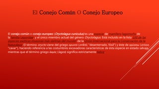 El Conejo Común O Conejo Europeo 
El conejo común o conejo europeo (Oryctolagus cuniculus) es una especie de mamífero lagomorfo de 
la familia Leporidae, y el único miembro actual del género Oryctolagus. Está incluido en la lista 100 de las 
especies exóticas invasoras más dañinas del mundo2 de la Unión Internacional para la Conservación de la 
Naturaleza. El término orycto viene del griego ορυκτό (oriktó, "desenterrado, fósil") y éste de ορύσσω (orisso, 
"cavar"), haciendo referencia a las costumbres excavadoras características de ésta especie en estado salvaje, 
mientras que el término griego λαγός (lagos) significa estrictamente liebre. 
 