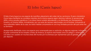 El lobo (Canis lupus) 
El lobo (Canis lupus) es una especie de mamífero placentario del orden de los carnívoros. El perro doméstico 
(Canis lupus familiaris) se considera miembro de la misma especie según distintos indicios, la secuencia del 
ADN y otros estudios genéticos.2 Los lobos fueron antaño abundantes y se distribuían por Norteamérica, 
Eurasia y el Oriente Medio. Actualmente, por una serie de razones relacionadas con el hombre, incluyendo el 
muy extendido hábito de la caza, los lobos habitan únicamente en una muy limitada porción del que antes fue 
su territorio. 
Aunque está clasificada como una especie poco amenazada para su extinción, en algunas regiones, incluyendo 
la parte continental de los Estados Unidos de América, la especie está listada como en peligro o amenazada. 
Los lobos son cazados en muchas áreas del mundo por la amenaza que representan para el ganado, así como 
por deporte. 
 