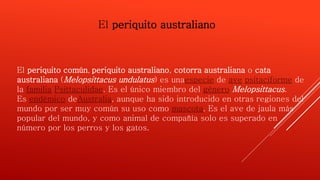 El periquito australiano 
El periquito común, periquito australiano, cotorra australiana o cata 
australiana (Melopsittacus undulatus) es unaespecie de ave psitaciforme de 
la familia Psittaculidae. Es el único miembro del género Melopsittacus. 
Es endémico deAustralia, aunque ha sido introducido en otras regiones del 
mundo por ser muy común su uso como mascota. Es el ave de jaula más 
popular del mundo, y como animal de compañía solo es superado en 
número por los perros y los gatos. 
 