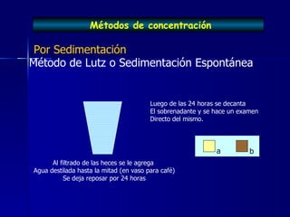 Practica 2 Tecnicas Coproparasitologicas PPT practica-2-tecnicas-coproparasitologicas-ppt