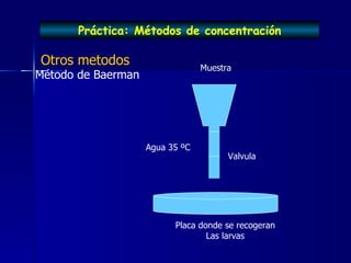 Practica 2 tecnicas coproparasitologicas | PPT
