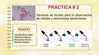 PRÁCTICA # 2
Técnicas de tinción para la observación
de células y estructuras bacterianas
Claudia Bermúdez
Gabriela Cadena
Alexandra Flores
Daniela Rúales
Grupo # 1
 
