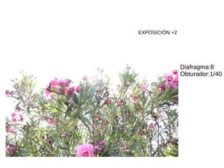 EXPOSICIÓN +2
Diafragma:8
Obturador:1/40
 