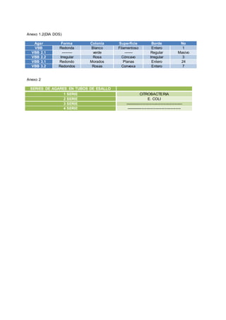 Anexo 1.2(DIA DOS) 
Agar Forma Colonia Superficie Borde No 
VBB Redonda Blanco Filamentoso Entero 1 
VBB 2.1 --------- verde ------- Regular Masivo 
VBB 2.2 Irregular Rosa Cóncavo Irregular 3 
VBB 3.1 Redondo Morados Planas Entero 24 
VBB 3.2 Redondos Rosas Convexa Entero 7 
Anexo 2 
SERIES DE AGARES EN TUBOS DE ESALLO 
1 SERIE CITROBACTERIA 
2 SERIE E. COLI 
3 SERIE --------------------------------------------- 
4 SERIE ------------------------------------------- 
