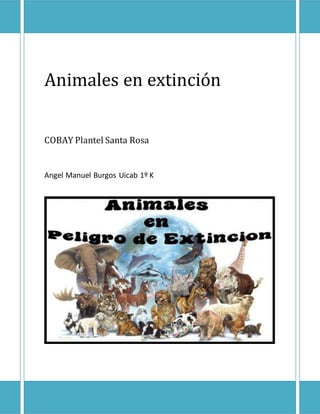 Animales en extinción 
COBAY Plantel Santa Rosa 
Angel Manuel Burgos Uicab 1º K 
 