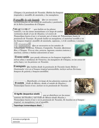 Chiapas y la península de Yucatán. Habita los bosques 
tropicales y mesófilo de montaña, y los manglares. 
El ocelote 
El tigrillo (leopardus wiedii) 
Patricia anahi Aldana Fuentes. 
Página 3 
Que se encuentra 
exclusivamente en las zonas de acahuales y pastizales 
de la Selva Lacandona de Chiapas. 
: que habita en los planos 
costeros y en las áreas montañosas a lo largo de ambas 
vertientes desde el sur de Sinaloa y el centro de 
Tamaulipas hacia el sur y el sureste por el istmo de Tehuantepec hasta la 
península de Yucatán. Se puede hallar en manglares, el matorral xerófilo y en 
los bosques tropical, mesófilo de montaña, espinoso, y el de coníferas y encinos. 
: Que se encuentra en los estados de 
Tamaulipas, Veracruz, Tabasco, Campeche, Yucatán, Quintana 
Roo y Chiapas. Vive en ríos, arroyos, lagunas, cenotes costeros y 
marinos, caletas y bahías adyacentes al mar. 
:que puede ubicarse en los bosques tropicales, 
selvas altas y medianas de Veracruz, los manglares de Chiapas, en las zonas de 
selva baja y en los petenes en Yucatán. 
Que habita desde la península de Yucatán hasta Belice y 
Guatemala; vive en el bosque tropical perennifolio, incluye selvas lluviosas, 
bosques de galería y bosques mesófilos. 
Distribuido a lo largo de las planicies costeras del 
Pacífico y del Golfo de México, desde el estado de Sinaloa y 
Tamaulipas hacia el sur, incluso en la península de Yucatán. 
que se distribuye en las zonas 
costeras del Pacífico y del Golfo de México desde Sinaloa y 
Tamaulipas hacia el sur y en la península de Yucatán. Se localiza en el bosque 
tropical, en manglares y en el mesófilo. 
Teporingo (romerolagus diazi) 
Animales en peligro de 
extinción 
 