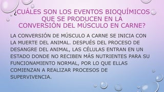 ¿CUÁLES SON LOS EVENTOS BIOQUÍMICOS
QUE SE PRODUCEN EN LA
CONVERSIÓN DEL MÚSCULO EN CARNE?
LA CONVERSIÓN DE MÚSCULO A CARNE SE INICIA CON
LA MUERTE DEL ANIMAL. DESPUÉS DEL PROCESO DE
DESANGRE DEL ANIMAL, LAS CÉLULAS ENTRAN EN UN
ESTADO DONDE NO RECIBEN MÁS NUTRIENTES PARA SU
FUNCIONAMIENTO NORMAL, POR LO QUE ELLAS
COMIENZAN A REALIZAR PROCESOS DE
SUPERVIVENCIA.
 