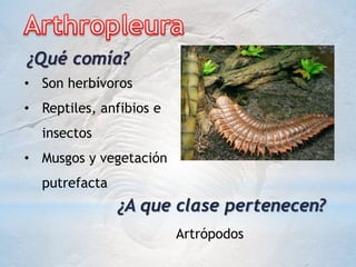 ¿Qué comía?
• Son herbívoros
• Reptiles, anfibios e
insectos
• Musgos y vegetación
putrefacta
¿A que clase pertenecen?
Artrópodos
 