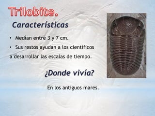 • Medían entre 3 y 7 cm.
• Sus restos ayudan a los científicos
a desarrollar las escalas de tiempo.
¿Donde vivía?
En los antiguos mares.
Características
 