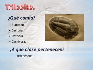 ¿Qué comía?
 Plancton
 Carroña
 Detritus
 Carnívora.
¿A que clase pertenecen?
ARTRÓPODOS
 