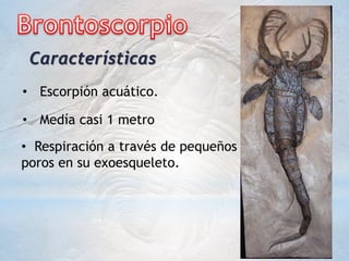 • Escorpión acuático.
• Medía casi 1 metro
Características
• Respiración a través de pequeños
poros en su exoesqueleto.
 