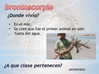 ¿Donde vivía?
• En el mar.
• Se cree que fue el primer animal en salir
fuera del agua.
¿A que clase pertenecen?
ARTRÓPODOS
 