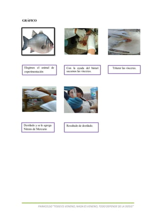 PARACELSO”TODOES VENENO,NADA ESVENENO,TODODEPENDE DE LA DOSIS”
GRÁFICO
Elegimos el animal de
experimentación
Con la ayuda del bisturí
sacamos las vísceras.
Triturar las vísceras.
Destilado y se le agrega
Nitrato de Mercurio
Resultado de destilado.
 
