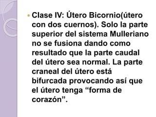  Clase IV: Útero Bicornio(útero 
con dos cuernos). Solo la parte 
superior del sistema Mulleriano 
no se fusiona dando como 
resultado que la parte caudal 
del útero sea normal. La parte 
craneal del útero está 
bifurcada provocando así que 
el útero tenga “forma de 
corazón”. 
 