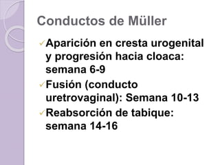 Conductos de Müller 
Aparición en cresta urogenital 
y progresión hacia cloaca: 
semana 6-9 
Fusión (conducto 
uretrovaginal): Semana 10-13 
Reabsorción de tabique: 
semana 14-16 
 