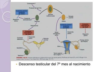  Descenso testicular del 7º mes al nacimiento 
 