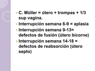  C. Müller = útero + trompas + 1/3 
sup vagina. 
 Interrupción semana 6-9 = aplasia 
 Interrupción semana 9-13= 
defectos de fusión (útero bicorne) 
 Interrupción semana 14-18 = 
defectos de reabsorción (útero 
septo) 
 