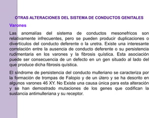 OTRAS ALTERACIONES DEL SISTEMA DE CONDUCTOS GENITALES 
Varones 
Las anomalías del sistema de conductos mesonefricos son 
relativamente infrecuentes, pero se pueden producir duplicaciones o 
divertículos del conducto deferente o la uretra. Existe una interesante 
correlación entre la ausencia de conducto deferente o su persistencia 
rudimentaria en los varones y la fibrosis quística. Esta asociación 
puede ser consecuencia de un defecto en un gen situado al lado del 
que produce dicha fibrosis quística. 
El síndrome de persistencia del conducto mulleriano se caracteriza por 
la formación de trompas de Falopio y de un útero y se ha descrito en 
algunos varones 46 XY. No Existe una causa única para esta alteración 
y se han demostrado mutaciones de los genes que codifican la 
sustancia antimulleriana y su receptor. 
