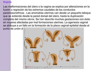 Mujeres 
Las malformaciones del útero o la vagina se explica por alteraciones en la 
fusión o regresión de los extremos caudales de los conductos 
paramesonefricos . Las anomalías uterinas van desde un pequeño tabique 
que se extiende desde la pared dorsal del útero, hasta la duplicación 
completa del mismo cérvix. Se han descrito muchas gestaciones con éxito 
en mujeres afectadas por mal formaciones uterinas. La agenesia vaginal 
se atribuye a un fallo en la formación de la placa vaginal epitelial desde el 
punto de unión del tubérculo mülleriano con el seno urogenital. 
 