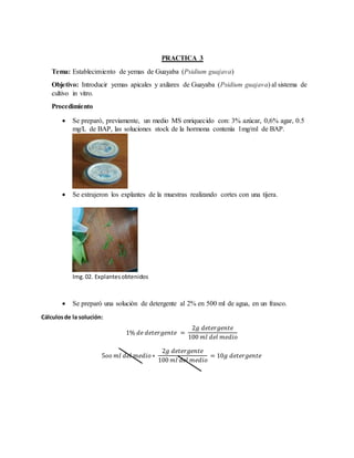 PRACTICA 3
Tema: Establecimiento de yemas de Guayaba (Psidium guajava)
Objetivo: Introducir yemas apicales y axilares de Guayaba (Psidium guajava) al sistema de
cultivo in vitro.
Procedimiento
 Se preparó, previamente, un medio MS enriquecido con: 3% azúcar, 0,6% agar, 0.5
mg/L de BAP, las soluciones stock de la hormona contenía 1mg/ml de BAP.
 Se extrajeron los explantes de la muestras realizando cortes con una tijera.
Img.02. Explantesobtenidos
 Se preparó una solución de detergente al 2% en 500 ml de agua, en un frasco.
Cálculosde la solución:
1% 𝑑𝑒 𝑑𝑒𝑡𝑒𝑟𝑔𝑒𝑛𝑡𝑒 =
2𝑔 𝑑𝑒𝑡𝑒𝑟𝑔𝑒𝑛𝑡𝑒
100 𝑚𝑙 𝑑𝑒𝑙 𝑚𝑒𝑑𝑖𝑜
5𝑜𝑜 𝑚𝑙 𝑑𝑒𝑙 𝑚𝑒𝑑𝑖𝑜∗
2𝑔 𝑑𝑒𝑡𝑒𝑟𝑔𝑒𝑛𝑡𝑒
100 𝑚𝑙 𝑑𝑒𝑙 𝑚𝑒𝑑𝑖𝑜
= 10𝑔 𝑑𝑒𝑡𝑒𝑟𝑔𝑒𝑛𝑡𝑒
 