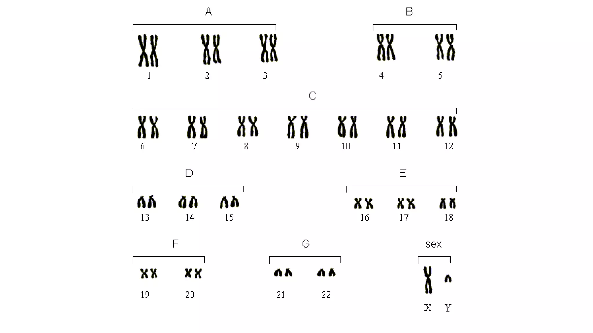 Practica 3 Elaboración del Cariograma.pptx | Descarga Gratuita