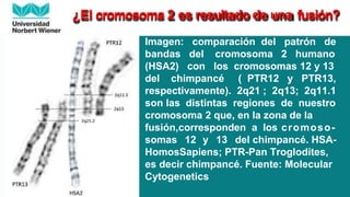 Imagen: comparación del patrón de
bandas del cromosoma 2 humano
(HSA2) con los cromosomas 12 y 13
del chimpancé ( PTR12 y PTR13,
respectivamente). 2q21 ; 2q13; 2q11.1
son las distintas regiones de nuestro
cromosoma 2 que, en la zona de la
fusión,corresponden a los cromoso-
somas 12 y 13 del chimpancé. HSA-
HomosSapiens; PTR-Pan Troglodites,
es decir chimpancé. Fuente: Molecular
Cytogenetics
¿El cromosoma 2 es resultado de una fusión?
 