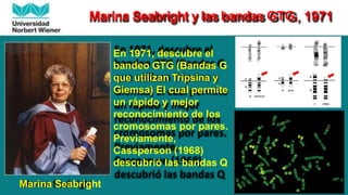 Marina Seabright y las bandas GTG, 1971
En 1971, descubre el
bandeo GTG (Bandas G
que utilizan Tripsina y
Giemsa) El cual permite
un rápido y mejor
reconocimiento de los
cromosomas por pares.
Previamente,
Cassperson (1968)
descubrió las bandas Q
Marina Seabright
 