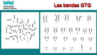 Las bandas GTG
 