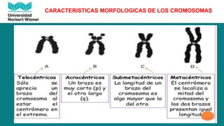 CARACTERISTICAS MORFOLOGICAS DE LOS CROMOSOMAS
 